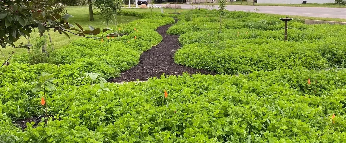 Walk through Alton Orchard, our edible food forest. Help yourself to seasonal fruits and vegetables.