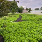 Walk through Alton Orchard, our edible food forest. Help yourself to seasonal fruits and vegetables.